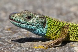 Via-Algarviana